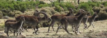 Semien Mountains National Park - Ibex Walya