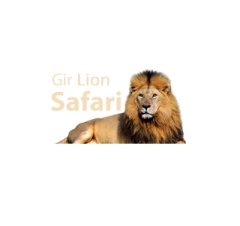 Gir Lion