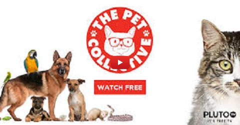 The Pet Collective TV - Top Trending Animal Clips - Live TV | ETV